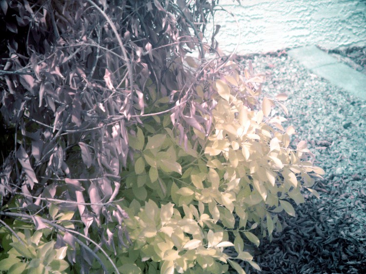 This shot of a bush that got halfway killed by frost last winter shows the striking difference between living and dead things when viewed in IR.