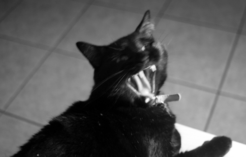 RAWR! Not another typewriter in my nappin' spot again!