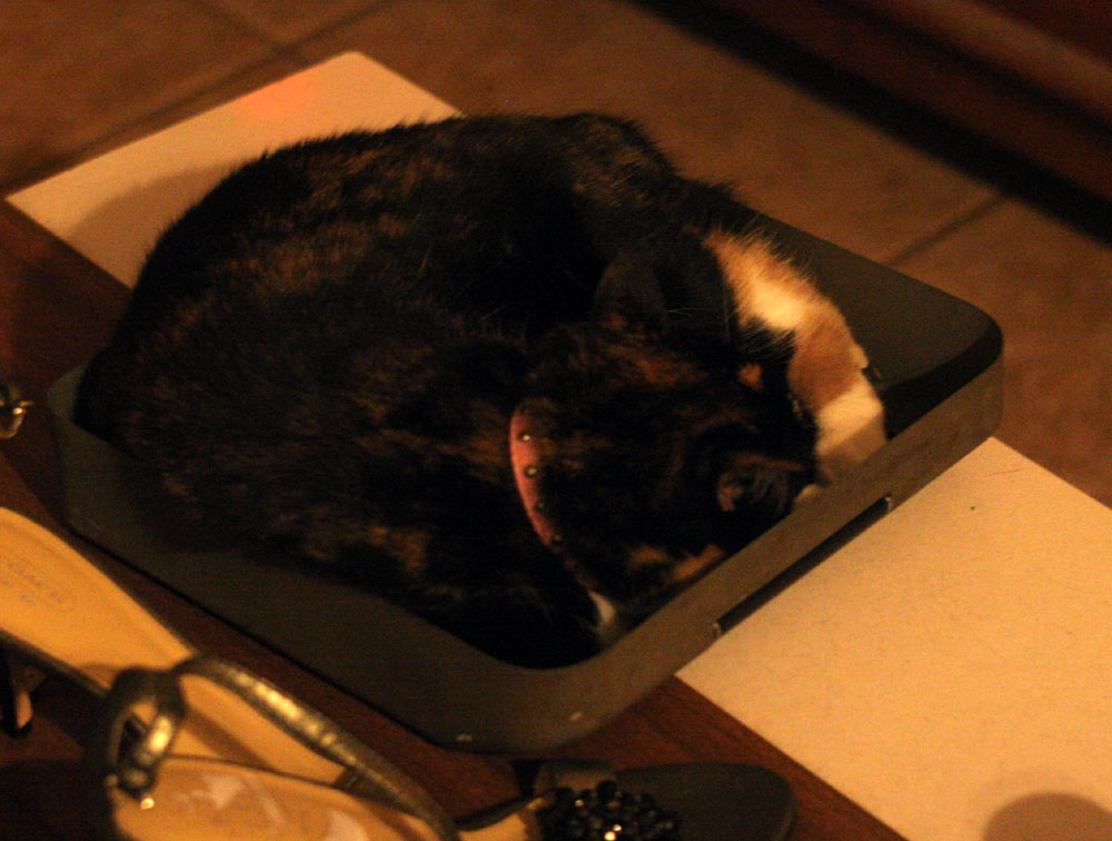 Number 6, a Tortie mutt-cat, considers any typewriter lid left lying around to be the *perfect* place to curl up and sleep.