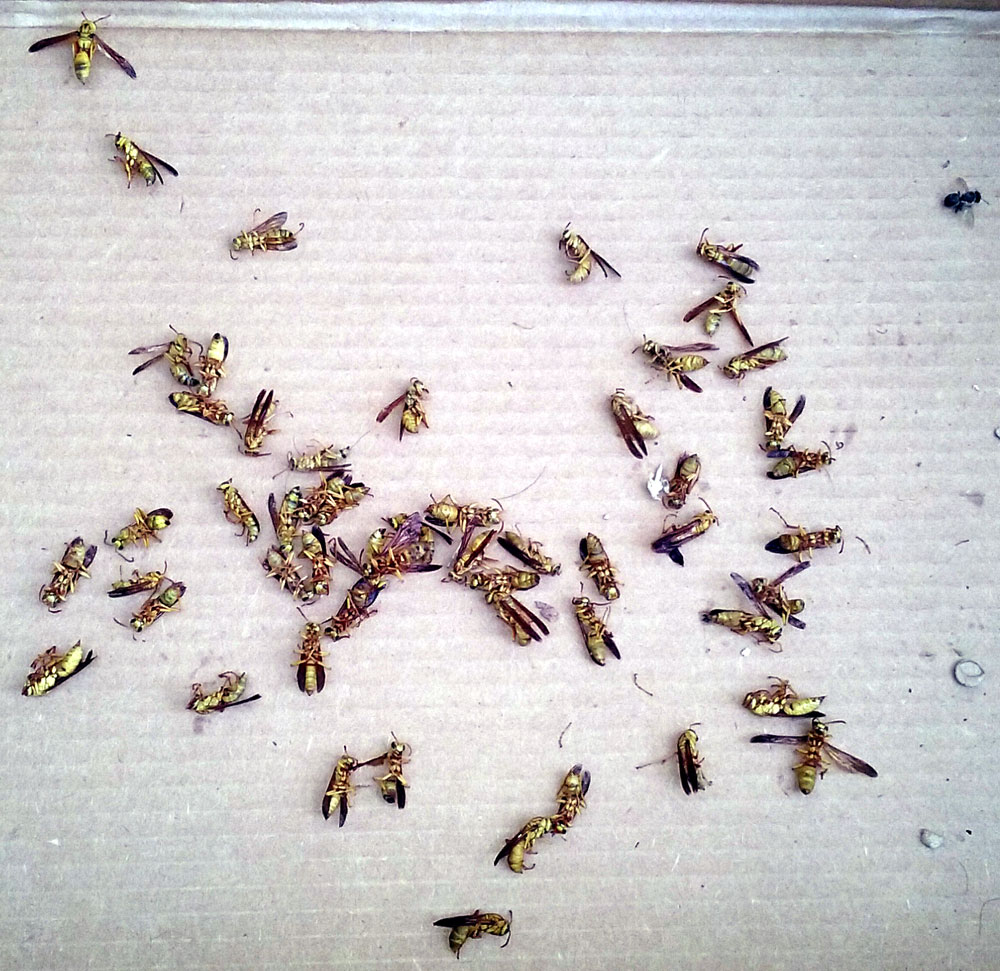 Actually, it turned out to be 55 of them, plus one bee caught in the crossfire.